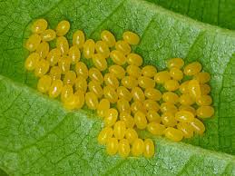 Attēlu rezultāti vaicājumam “Agelastica alni larva”