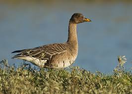 Image result for Anser fabalis