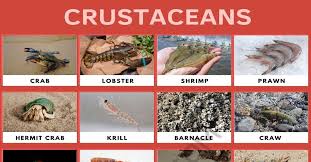 Attēlu rezultāti vaicājumam “Crustacea”