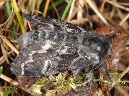 Attēlu rezultāti vaicājumam “Gynaephora selenitica”