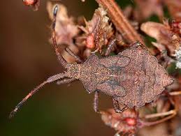 Attēlu rezultāti vaicājumam “Coreus marginatus imago”