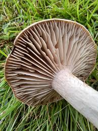 Attēlu rezultāti vaicājumam “Tricholoma sp.”