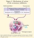 USPharmacist.com > The Third-Generation Aromatase Inhibitors