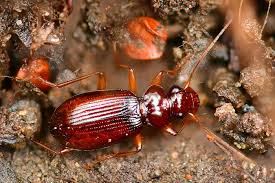 Attēlu rezultāti vaicājumam “Leistus ferrugineus”