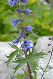 Attēlu rezultāti vaicājumam “Delphinium elatum”