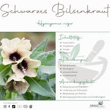 Image result for bilsenkraut