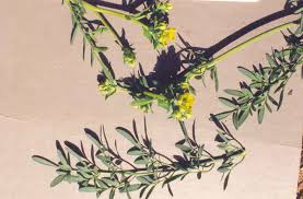 Image result for Ruta graveolens