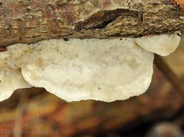 Attēlu rezultāti vaicājumam “Gloeoporus dichrous”