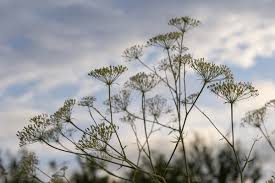 Attēlu rezultāti vaicājumam “Daucus sativus flower”