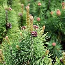 Attēlu rezultāti vaicājumam “Pinus mugo fruit”