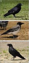 Attēlu rezultāti vaicājumam “Corvus cornix adult”
