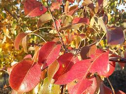 Attēlu rezultāti vaicājumam “Pyrus pyraster leaf”