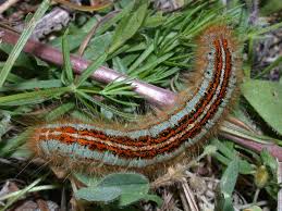 Attēlu rezultāti vaicājumam “Malacosoma castrensis”