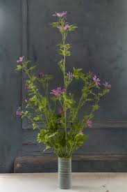 Image result for Malve