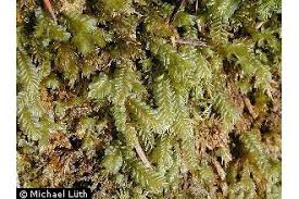 Attēlu rezultāti vaicājumam “Plagiochila porelloides”