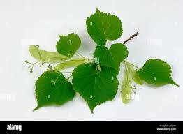 Attēlu rezultāti vaicājumam “Tilia cordata leaf”