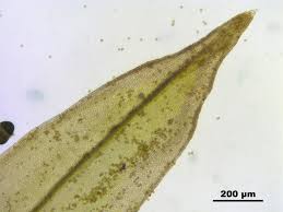 Attēlu rezultāti vaicājumam “Schistidium dupretii”