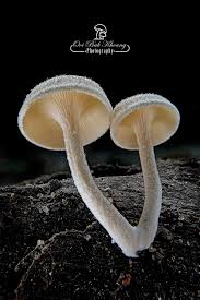 Attēlu rezultāti vaicājumam “Cudoniella clavus”