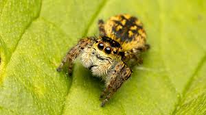 Attēlu rezultāti vaicājumam “Xanthogramma sp.”