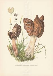 Attēlu rezultāti vaicājumam “Gyromitra infula”