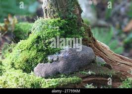 Attēlu rezultāti vaicājumam “Siphoptychium violaceum”