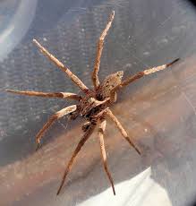 Attēlu rezultāti vaicājumam “Miturgidae”