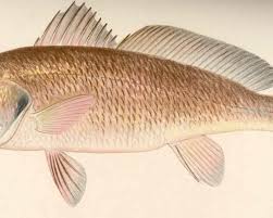 Image result for Sciaenops ocellatus