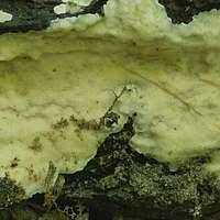 Attēlu rezultāti vaicājumam “Physisporinus vitreus”