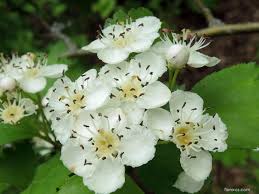 Attēlu rezultāti vaicājumam “Crataegus x macrocarpa”