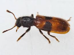 Attēlu rezultāti vaicājumam “Cleridae”