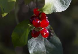 Attēlu rezultāti vaicājumam “Lonicera ferdinandii”