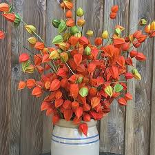 Attēlu rezultāti vaicājumam “Physalis alkekengi”