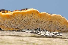 Attēlu rezultāti vaicājumam “Gloeophyllum trabeum”