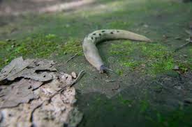 Attēlu rezultāti vaicājumam “Limax cinereoniger”