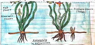 Attēlu rezultāti vaicājumam “Chara intermedia male”