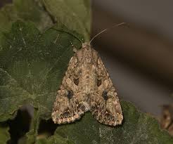 Attēlu rezultāti vaicājumam “Hadula trifolii”