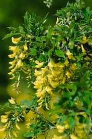 Attēlu rezultāti vaicājumam “Laburnum alpinum flower”