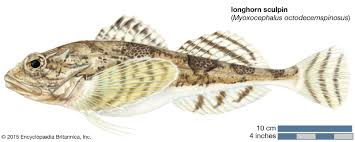 Image result for Myoxocephalus octodecemspinosus