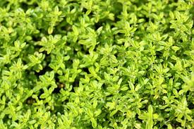 Attēlu rezultāti vaicājumam “Thymus pulegioides fruit”