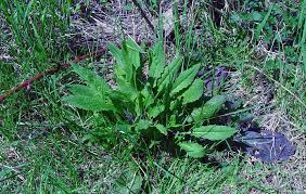 Image result for Hesperis matronalis