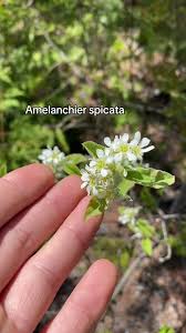 Attēlu rezultāti vaicājumam “Amelanchier spicata flower”