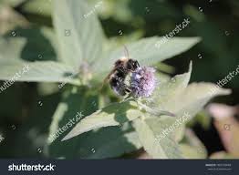 Attēlu rezultāti vaicājumam “Psithyrus sylvestris”