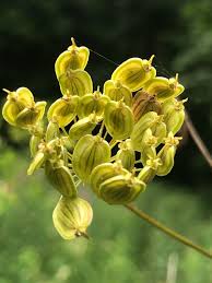 Attēlu rezultāti vaicājumam “Heracleum sphondylium subsp. sibiricum”
