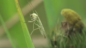 Attēlu rezultāti vaicājumam “Nematocera”