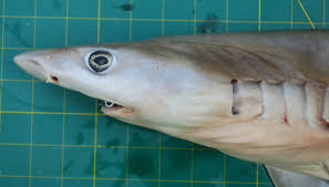 Image result for Paragaleus pectoralis