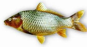 Image result for Cyprinus carpio