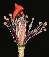 Attēlu rezultāti vaicājumam “Papaver argemone bud”