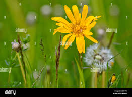 Attēlu rezultāti vaicājumam “Tragopogon pratensis subsp. pratensis flower”