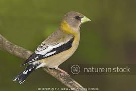 Image result for Hesperiphona vespertina