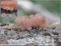 Attēlu rezultāti vaicājumam “Arcyria incarnata spores”